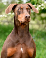 Reference photograph of Cherrie