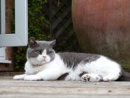 Reference photograph for Chris's commission