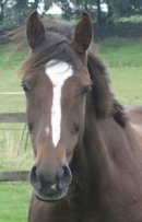 Reference photograph of a Horse for Chris
