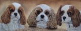 Clare's Dogs