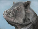 This is Crackle (minus his slobber!) he was my first pig painting