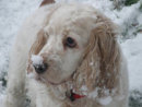 Reference photograph for Daisy
