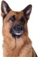 Reference photograph for Dave