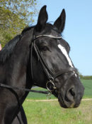 Reference photograph of Della