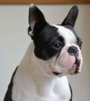 Reference photograph for Dexter
