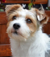 Reference photograph of Dexter