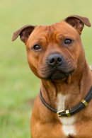 Reference photograph of Diesel