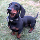 Reference photograph of Digby