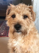 Reference photograph of Doug