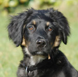 Reference photograph of Duke (as a puppy)