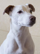 Reference photograph of Milo