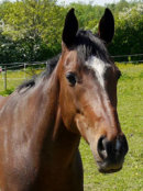 Reference photograph of Elsie