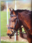 Reference photograph of Ferdy
