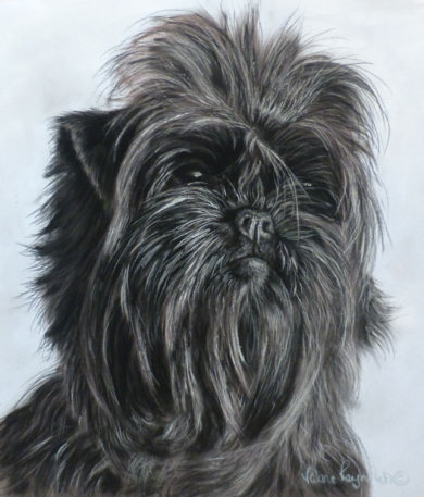 This cute Affenpinscher belongs to Carole