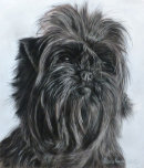 This cute Affenpinscher belongs to Carole