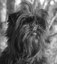 Reference photograph for Carol's Affen Pinscher