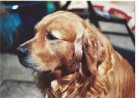 Reference photograph for Cathy's dogs