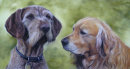 Cathy's Dogs