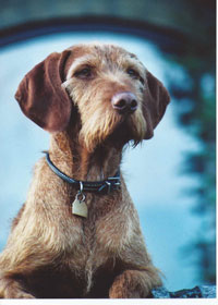 Reference photograph for Cathy's dogs