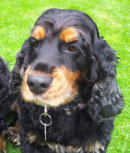 Rosie