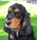 Bramble
