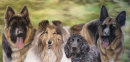 Ted, Maggie, Marmite and Bella