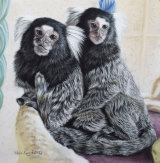 2 little Marmosets