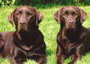 Reference photograph for Daisy and Juke