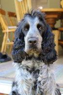 Reference photograph of Freddie