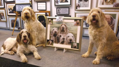 Laura's Spinones at Crufts