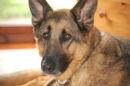 Reference photograph for George