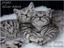 Reference photograph for "Kittens"