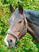 Reference photograph of Georgie
