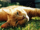 Reference photograph for Ginger
