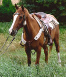 Photograph of Grubby