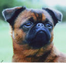 Reference photograph for Harley