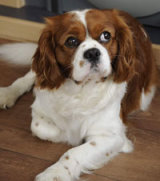 Reference photograph of Harry