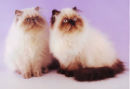 Reference photograph for Heather's cats