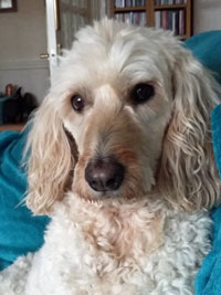 Reference photograph of Honey