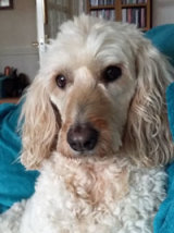 Reference photograph of Honey