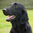 Reference photograph for Iona