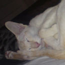 Reference photograph for Izzy