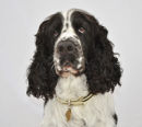 Reference photograph for Jack