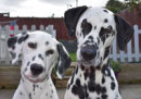 Reference photograph of Aston and Amber