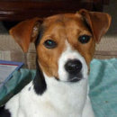 Reference photograph for Jimmy-Pip