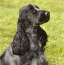Reference photograph for Jude