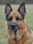 Reference photograph for Khan