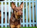 Reference photograph for Kora
