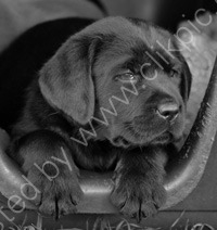 Lab pup