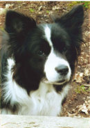 Reference photograph of Jon's dogs